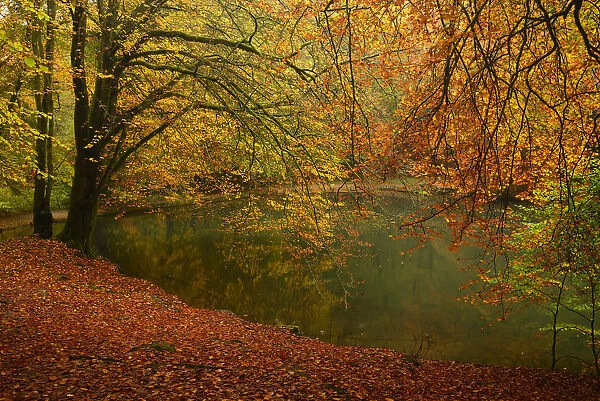 Beech trees (Fagus sylvaticus) and pond in autumn, Waggoners Wells, Surrey, England, UK, October
