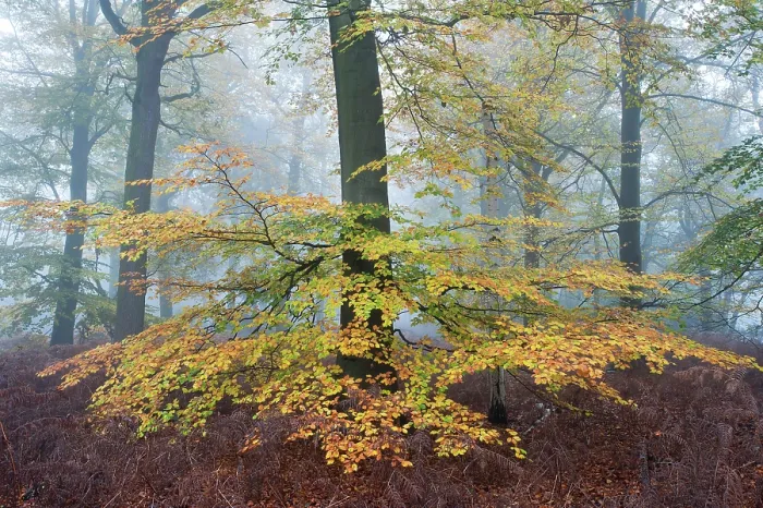Framed Print : Beech woodland (Fagus sylvatica) Peerdsbos, Brasschaat, Belgium, November Framed Print : Beech woodland (Fagus sylvatica) Peerdsbos, Brasschaat, Belgium, November