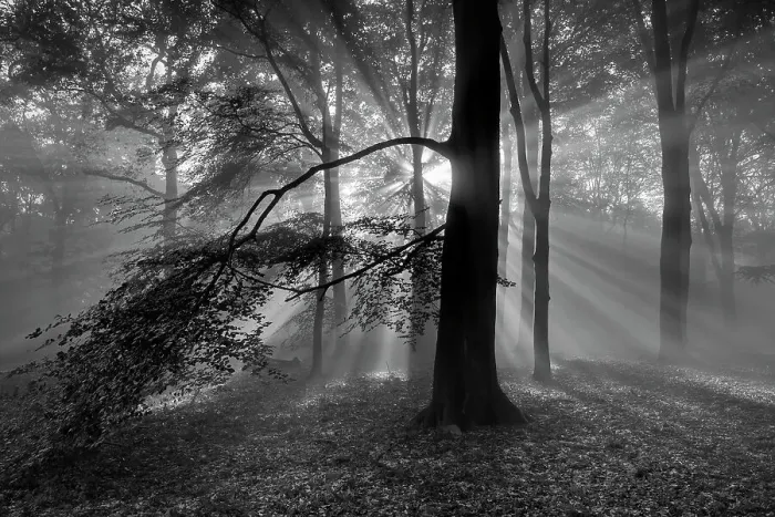 Framed Print : Beech woodland (Fagus sylvatica) with sun rays shining through, black and white image. Peerdsbos, Brasschaat, Belgium Framed Print : Beech woodland (Fagus sylvatica) with sun rays shining through, black and white image. Peerdsbos, Brasschaat, Belgium