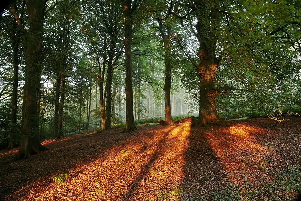 Beech Woodland {Fagus sylvatica} at sunrise, late summer, Mendip Hills AONB, Somerset