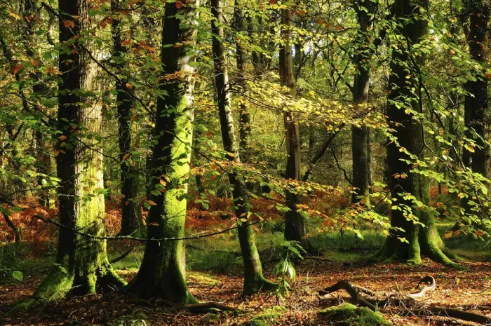 Framed Print : Beech woodland near Blackwater Brook. New Forest National Park. November 2014 Framed Print : Beech woodland near Blackwater Brook. New Forest National Park. November 2014