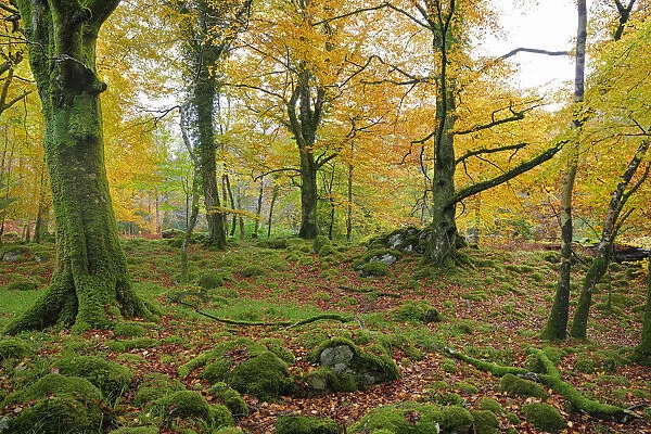 Beech woodland near Torc centre, Killarney National Park County Kerry, Ireland