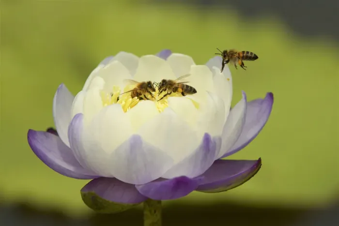 Framed Print : Bees in a water lily at a Roadside Billabong on the road to Port Stewart from Running Framed Print : Bees in a water lily at a Roadside Billabong on the road to Port Stewart from Running