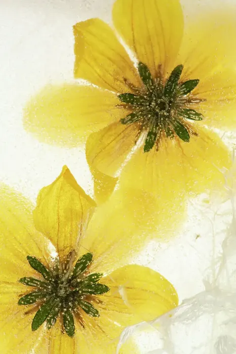 Framed Print : Beggarticks (Bidens sp. ) flowers, encased in ice, studio environment Framed Print : Beggarticks (Bidens sp. ) flowers, encased in ice, studio environment