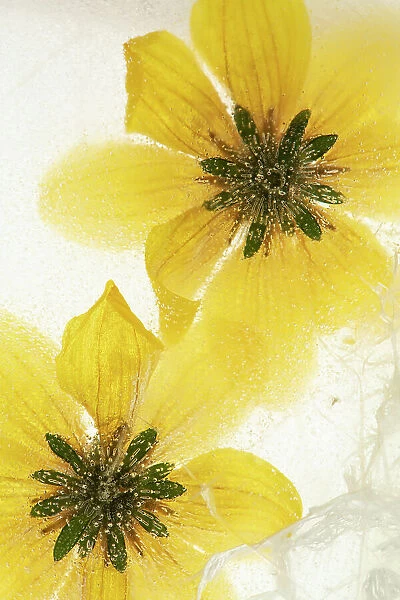 Beggarticks (Bidens sp. ) flowers, encased in ice, studio environment