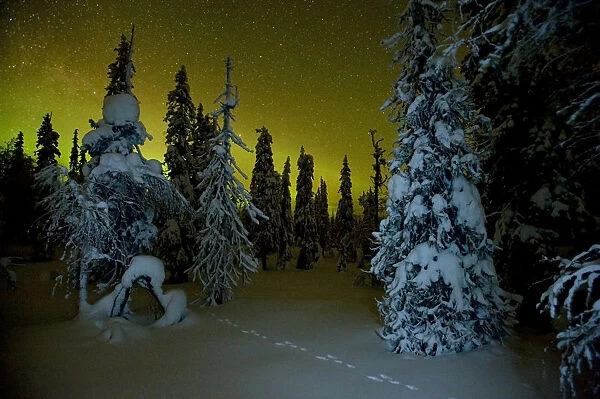 Beginnings of the Northern lights in night sky in winter with conifer trees laden with snow