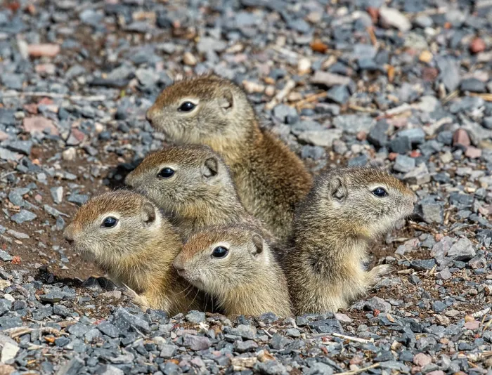 Framed Print : Five Belding's ground squirrel (Urocitellus beldingi) juveniles looking out of burrow entrance, Malheur National Wildlife Refuge, Oregon, USA. May Framed Print : Five Belding's ground squirrel (Urocitellus beldingi) juveniles looking out of burrow entrance, Malheur National Wildlife Refuge, Oregon, USA. May