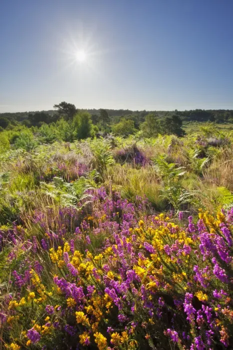 Framed Print : Bell heather (Erica cinerea) in bloom on lowland heathland, Caesars Camp, Aldershot Framed Print : Bell heather (Erica cinerea) in bloom on lowland heathland, Caesars Camp, Aldershot