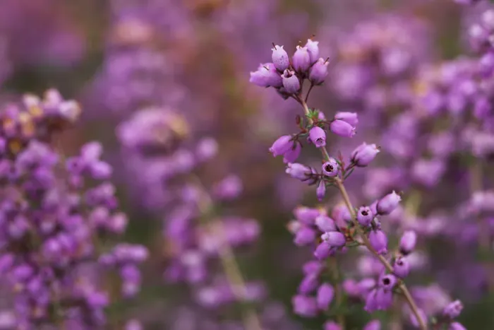 Framed Print : Bell heather (Erica cinerea) in flower, Steadham Common Nature Reserve, Sussex, UK Framed Print : Bell heather (Erica cinerea) in flower, Steadham Common Nature Reserve, Sussex, UK