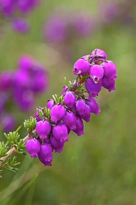Framed Print : Bell heather (Erica cinerea) in flower, Cornwall, England, UK. August. Focus stacked Framed Print : Bell heather (Erica cinerea) in flower, Cornwall, England, UK. August. Focus stacked