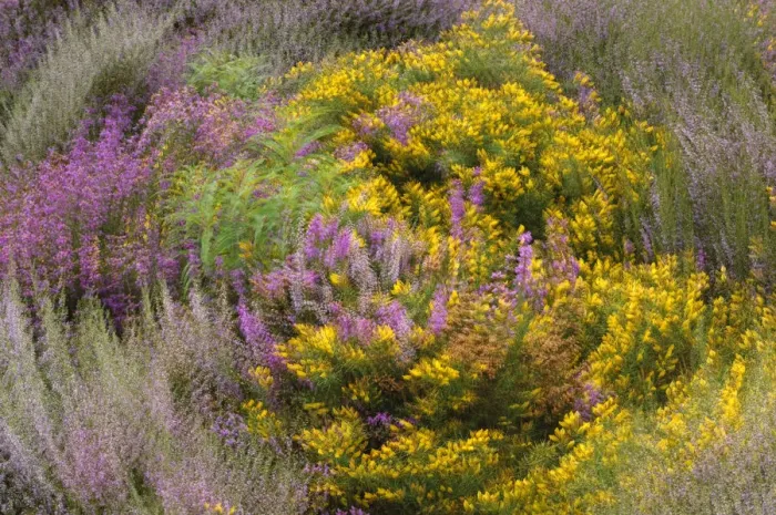 Framed Print : Bell heather (Erica cinerea), Ling (Calluna vulgaris) and Dwarf gorse (Ulex minor) Framed Print : Bell heather (Erica cinerea), Ling (Calluna vulgaris) and Dwarf gorse (Ulex minor)