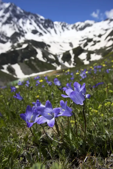 Framed Print : Bellflowers (Campanula sp) with Lake Donguzorun and Donguzorumn mountains behind Framed Print : Bellflowers (Campanula sp) with Lake Donguzorun and Donguzorumn mountains behind