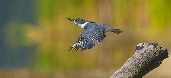 Belted kingfisher (Ceryle alcyon) female taking flight from perch, Lansing, New York, USA