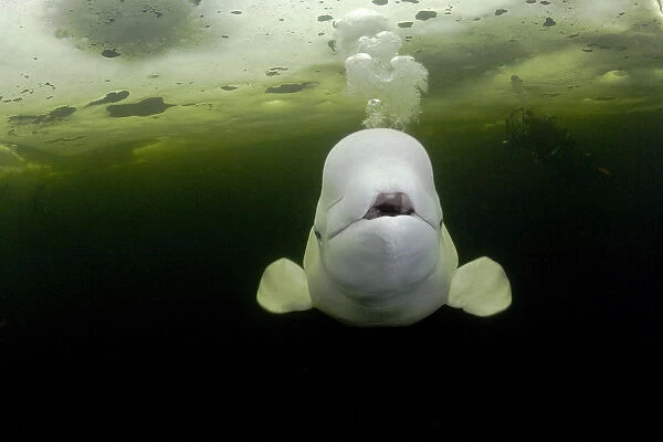Beluga whale (Delphinapterus leucas) swimming under ice and exhaling air, with scuba
