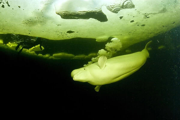 Beluga whale (Delphinapterus leucas) swimming under ice and exhaling air, Arctic circle Dive Center
