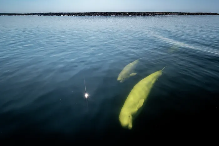 Framed Print : Beluga whale (Delphinapterus leucas) and calf swimming just under the surface, Churchill River, Manitoba, Canada. August Framed Print : Beluga whale (Delphinapterus leucas) and calf swimming just under the surface, Churchill River, Manitoba, Canada. August
