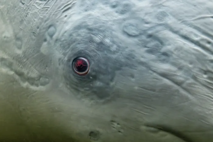 Framed Print : Beluga whale (Delphinapterus leucas) eye detail, Churchill River, Manitoba, Canada