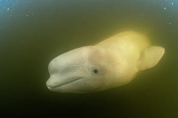 Framed Print : Beluga whale (Delphinapterus leucas) portrait, Churchill River, Manitoba, Canada Framed Print : Beluga whale (Delphinapterus leucas) portrait, Churchill River, Manitoba, Canada