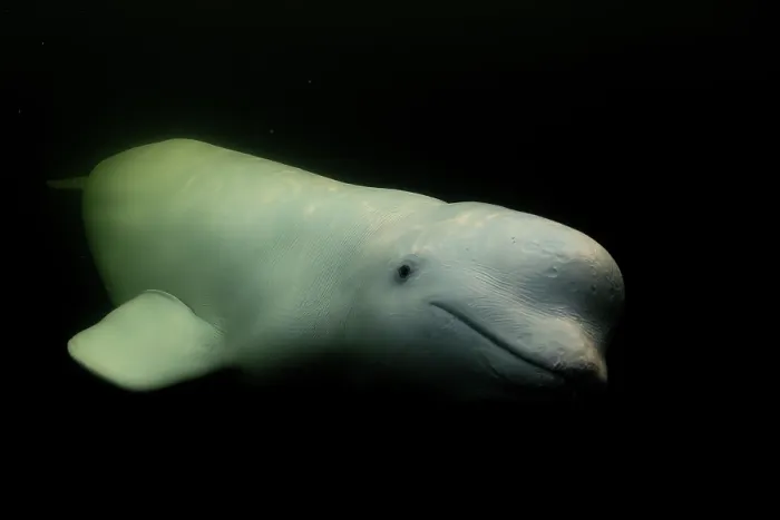 Framed Print : Beluga whale (Delphinapterus leucas) portrait, Hudson Bay, Canada Framed Print : Beluga whale (Delphinapterus leucas) portrait, Hudson Bay, Canada