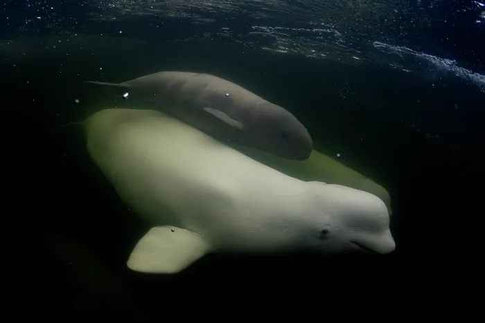 Framed Print : Beluga whale (Delphinapterus leucas) and small calf swimming in the Churchill River, Manitoba, Canada Framed Print : Beluga whale (Delphinapterus leucas) and small calf swimming in the Churchill River, Manitoba, Canada