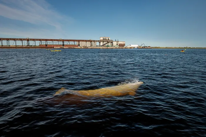 Framed Print : Beluga whale (Delphinapterus leucas) surfacing in front of the Port of Churchill, Manitoba, Canada Framed Print : Beluga whale (Delphinapterus leucas) surfacing in front of the Port of Churchill, Manitoba, Canada