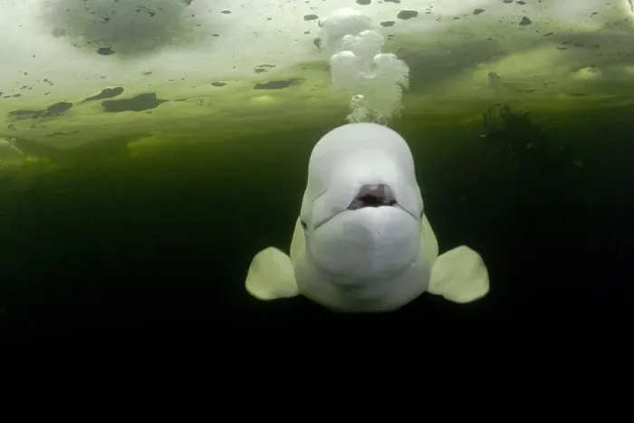 Framed Print : Beluga whale (Delphinapterus leucas) swimming under ice and exhaling air, with scuba Framed Print : Beluga whale (Delphinapterus leucas) swimming under ice and exhaling air, with scuba