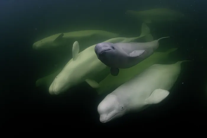 Framed Print : Beluga whales (Delphinapterus leucas) with a calf swimming underwater, Hudson Bay, Canada Framed Print : Beluga whales (Delphinapterus leucas) with a calf swimming underwater, Hudson Bay, Canada