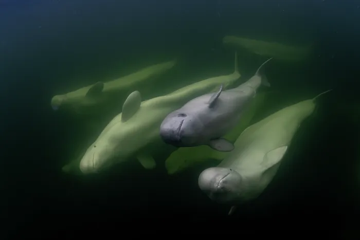 Framed Print : Beluga whales (Delphinapterus leucas) with a calf swimming underwater, Hudson Bay, Canada