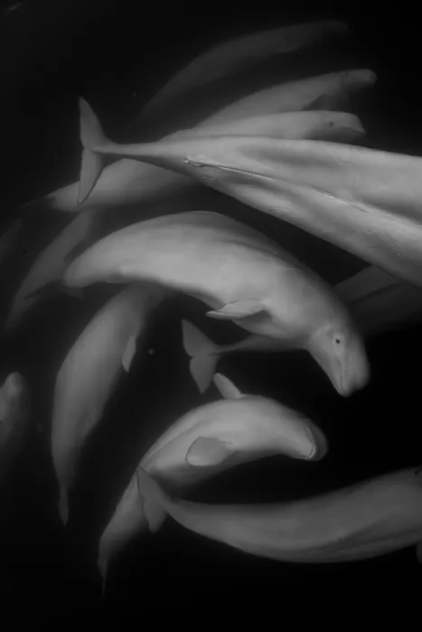 Framed Print : Beluga whales (Delphinapterus leucas) pod, swimming underwater, Hudson Bay, Canada Framed Print : Beluga whales (Delphinapterus leucas) pod, swimming underwater, Hudson Bay, Canada