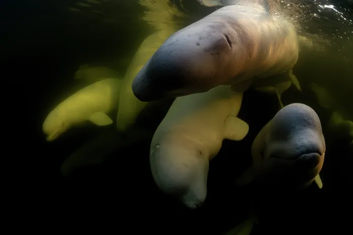 Framed Print : Beluga whales (Delphinapterus leucas) pod underwater, Hudson Bay, Manitoba, Canada Framed Print : Beluga whales (Delphinapterus leucas) pod underwater, Hudson Bay, Manitoba, Canada