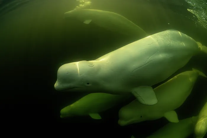 Framed Print : Beluga whales (Delphinapterus leucas) pod underwater, Hudson Bay, Manitoba, Canada Framed Print : Beluga whales (Delphinapterus leucas) pod underwater, Hudson Bay, Manitoba, Canada