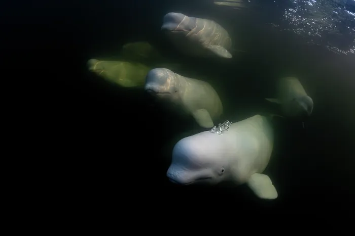 Framed Print : Beluga whales (Delphinapterus leucas) pod underwater, Hudson Bay, Manitoba, Canada Framed Print : Beluga whales (Delphinapterus leucas) pod underwater, Hudson Bay, Manitoba, Canada
