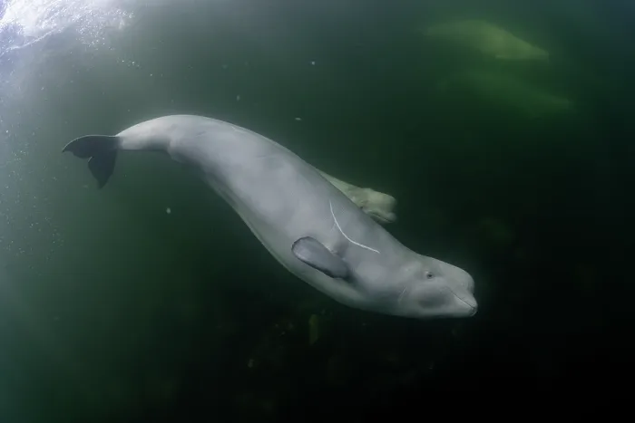 Framed Print : Beluga whales (Delphinapterus leucas) swimming underwater, Hudson Bay, Canada