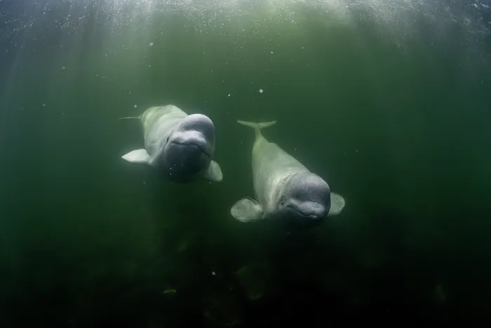 Framed Print : Beluga whales (Delphinapterus leucas) swimming underwater, Hudson Bay, Canada Framed Print : Beluga whales (Delphinapterus leucas) swimming underwater, Hudson Bay, Canada