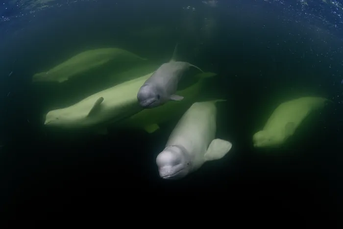 Framed Print : Beluga whales (Delphinapterus leucas) swimming underwater, Hudson Bay, Canada Framed Print : Beluga whales (Delphinapterus leucas) swimming underwater, Hudson Bay, Canada