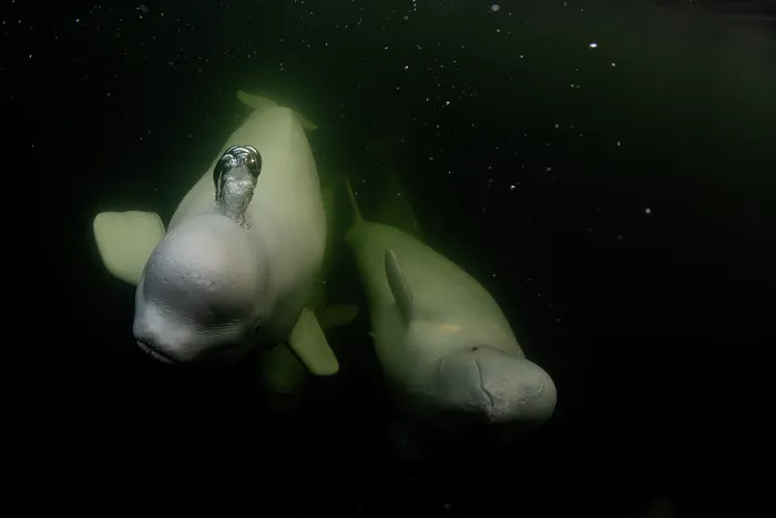 Framed Print : Two Beluga whales (Delphinapterus leucas) underwater, one blowing a bubble, Hudson Bay, Canada Framed Print : Two Beluga whales (Delphinapterus leucas) underwater, one blowing a bubble, Hudson Bay, Canada