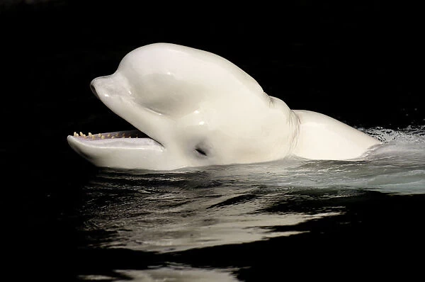 Beluga  /  White whale (Delphinareptus leucas) surfacing, Captive, Vancouver Aquarium