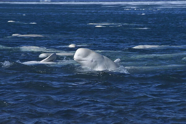 Beluga  /  White whale at sea surface {Delphinapterus leucas} arctic Canada