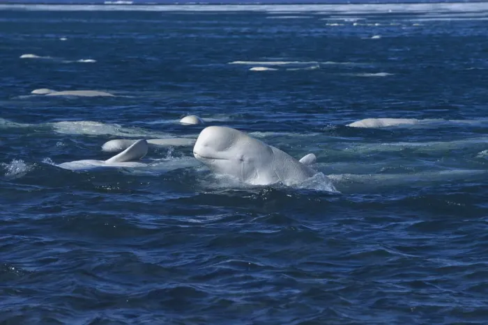 Framed Print : Beluga / White whale at sea surface {Delphinapterus leucas} arctic Canada Framed Print : Beluga / White whale at sea surface {Delphinapterus leucas} arctic Canada