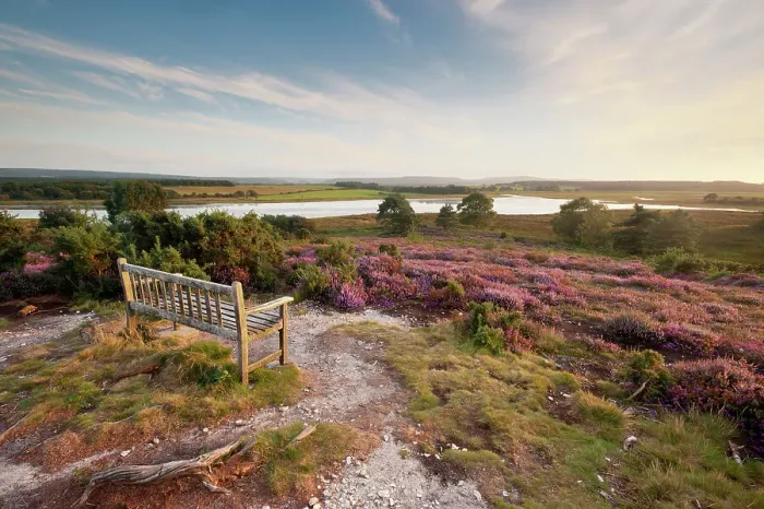 Framed Print : Bench overlooking landspace and flowering Common heather (Calluna vulgaris), Arne RSPB reserve, Dorset, England, UK, July