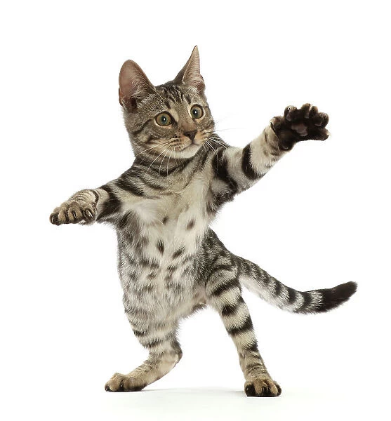 Bengal kitten, aged 15 weeks, standing on hind legs reaching out, portrait