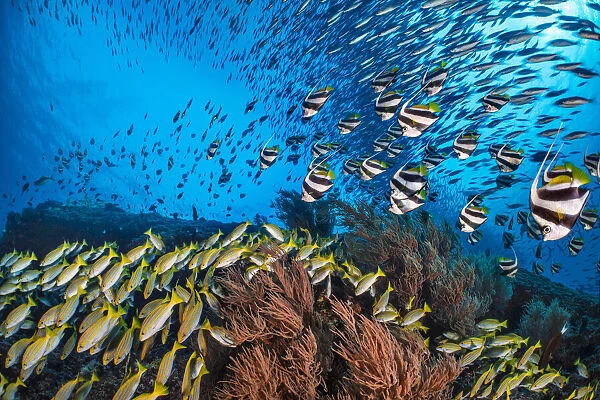 Bengal snapper (Lutjanus bengalensis), Bannerfish (Heniochus diphreutes) and Fusiliers (Caesio sp.) diving towards coral reef to avoid predators. North Ari Atoll, Maldives. Indian Ocean