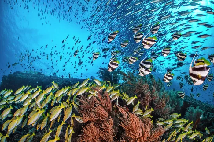 Framed Print : Bengal snapper (Lutjanus bengalensis), Bannerfish (Heniochus diphreutes) and Fusiliers (Caesio sp.) diving towards coral reef to avoid predators. North Ari Atoll, Maldives. Indian Ocean Framed Print : Bengal snapper (Lutjanus bengalensis), Bannerfish (Heniochus diphreutes) and Fusiliers (Caesio sp.) diving towards coral reef to avoid predators. North Ari Atoll, Maldives. Indian Ocean