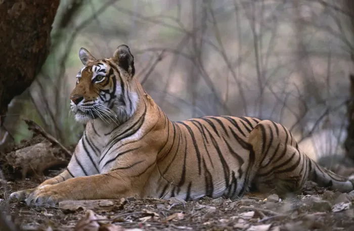 Framed Print : Bengal tiger {Panthera t tigris} female resting in forest, Bandhavgarh NP, Madhya Pradesh, India Framed Print : Bengal tiger {Panthera t tigris} female resting in forest, Bandhavgarh NP, Madhya Pradesh, India