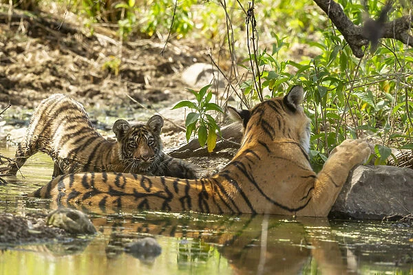 Bengal Tiger (Panthera tigris), Arrowhead and cub cooling off in water