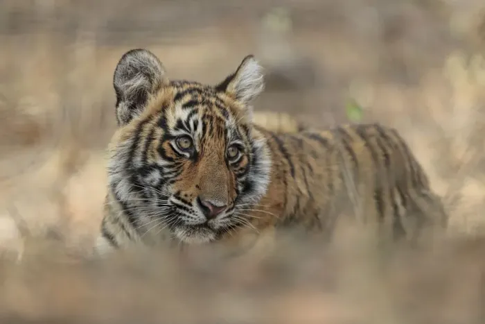 Framed Print : Bengal Tiger (Panthera tigris) cub, low angle, Ranthambhore National Park, India Framed Print : Bengal Tiger (Panthera tigris) cub, low angle, Ranthambhore National Park, India