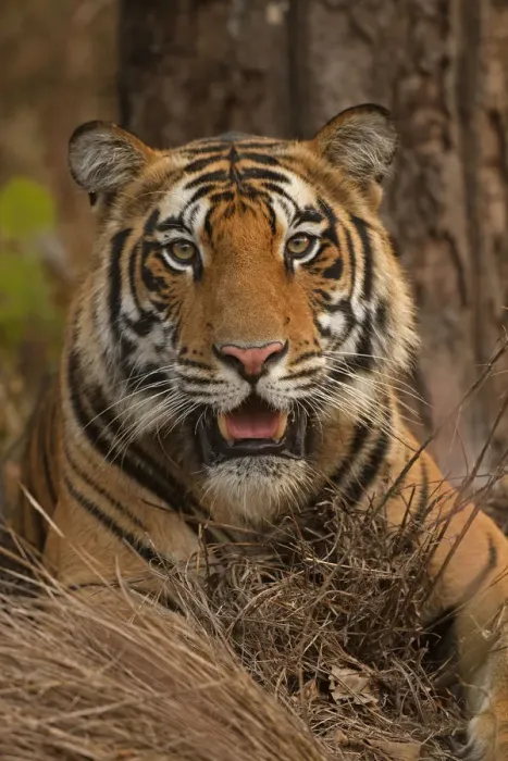 Framed Print : Bengal tiger (Panthera tigris), portrait Framed Print : Bengal tiger (Panthera tigris), portrait