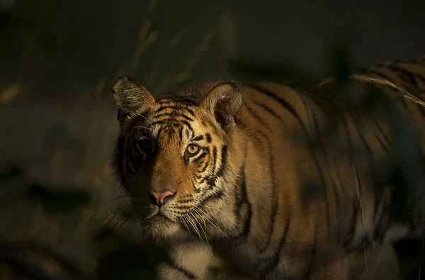 Bengal Tiger (Panthera tigris) sub-adult, approximately 17-19 months old, lit by morning light