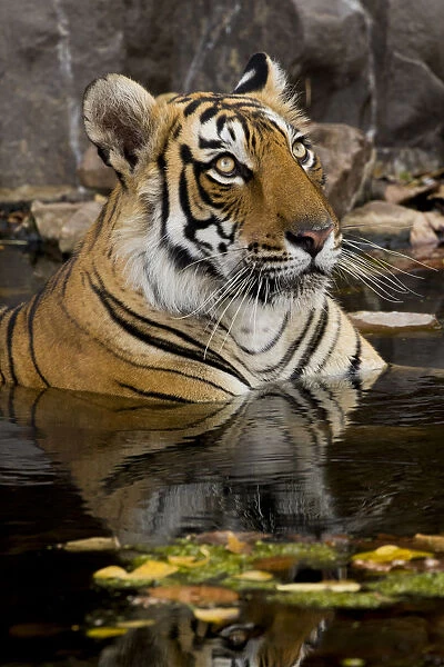 Bengal tiger (Panthera tigris) submerged in water. Ranthambore National Park, India
