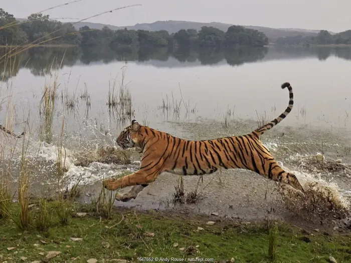 Framed Print : Bengal tiger (Panthera tigris) tigress Arrowhead running through water Framed Print : Bengal tiger (Panthera tigris) tigress Arrowhead running through water